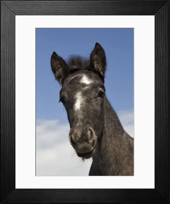 Framed Print : DDE-90029239 Framed Print : DDE-90029239