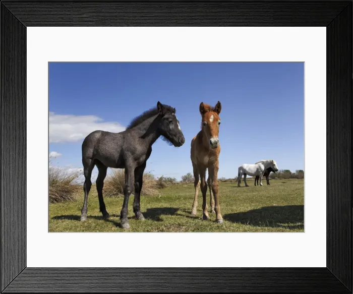 Framed Print : DDE-90029240 Framed Print : DDE-90029240