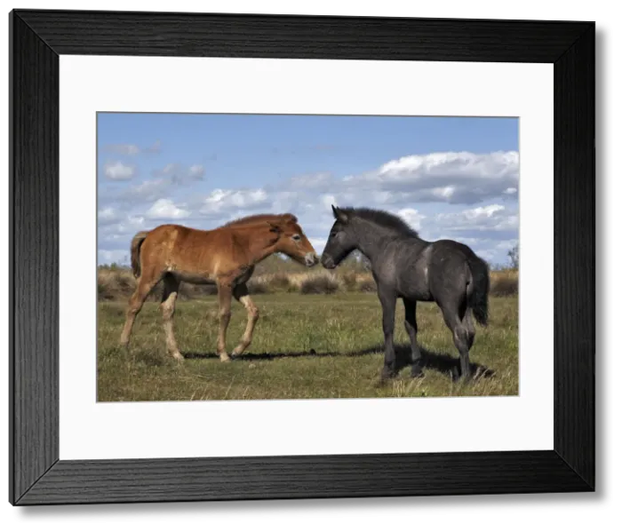 Framed Print : DDE-90029241 Framed Print : DDE-90029241