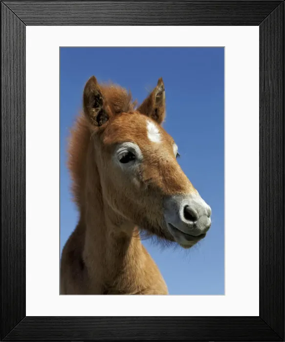 Framed Print : DDE-90029238 Framed Print : DDE-90029238