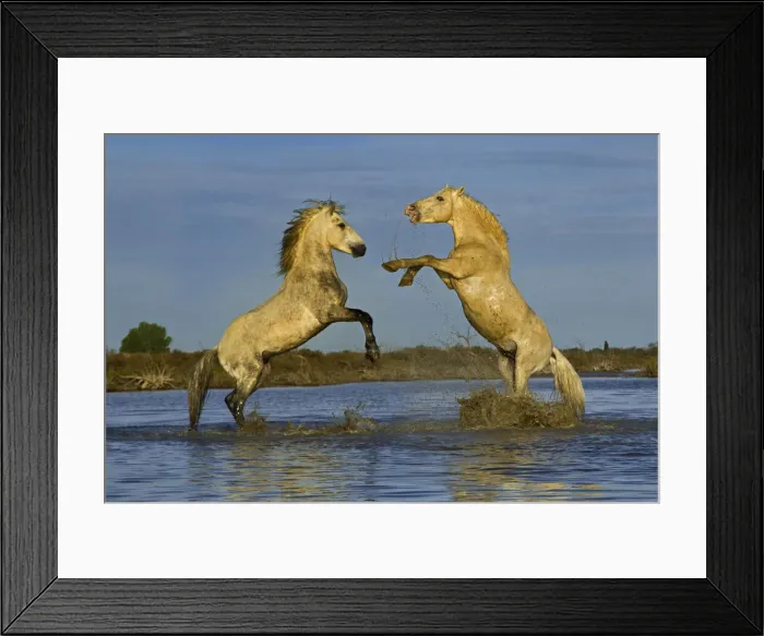 Framed Print : DDE-90029244 Framed Print : DDE-90029244