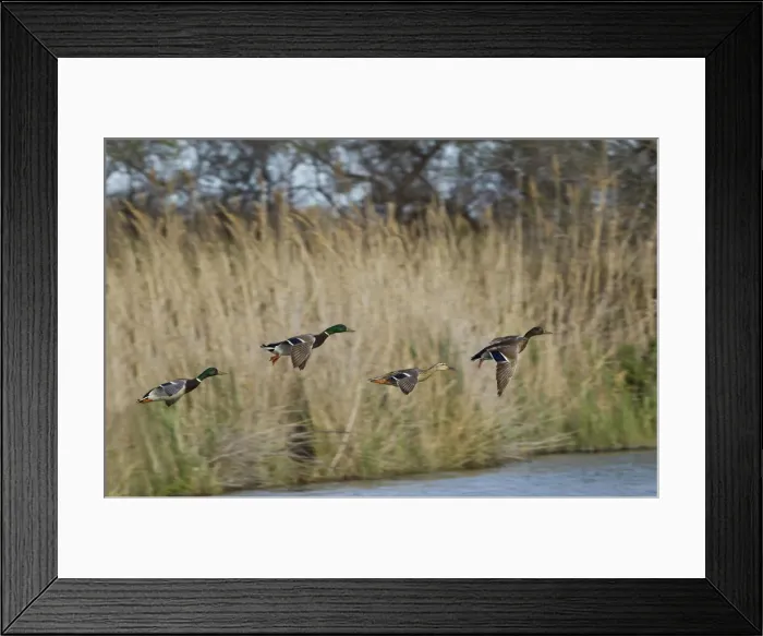 Framed Print : DDE-90029245 Framed Print : DDE-90029245