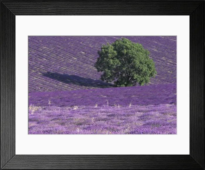 Framed Print : DDE-90029250 Framed Print : DDE-90029250