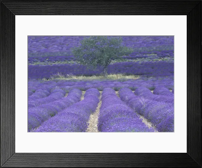 Framed Print : DDE-90029251 Framed Print : DDE-90029251