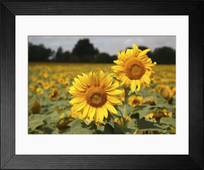 Framed Print : DDE-90029286 Framed Print : DDE-90029286