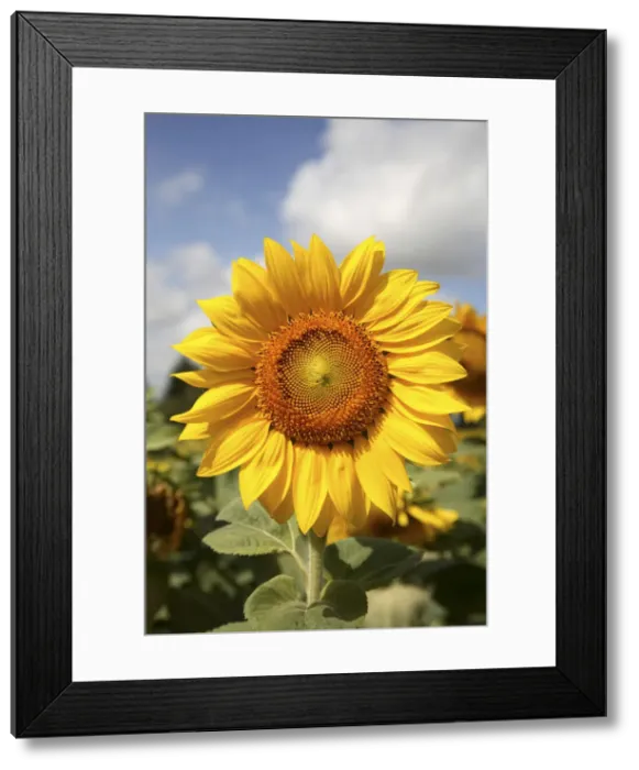 Framed Print : DDE-90029287 Framed Print : DDE-90029287
