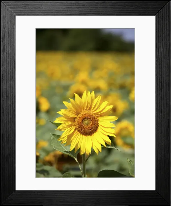Framed Print : DDE-90029289 Framed Print : DDE-90029289