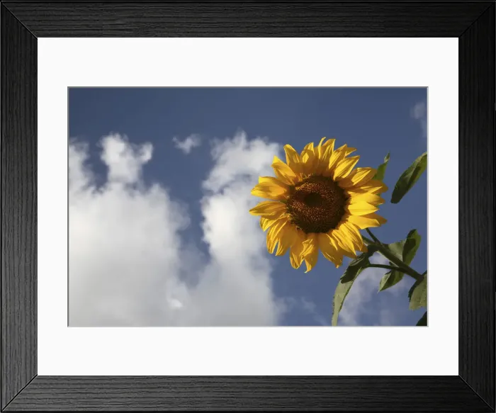 Framed Print : DDE-90029288 Framed Print : DDE-90029288