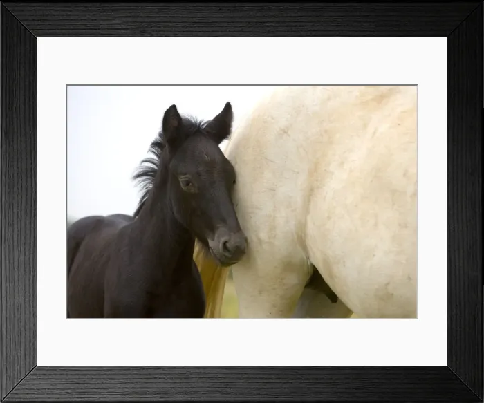 Framed Print : DDE-90029327 Framed Print : DDE-90029327
