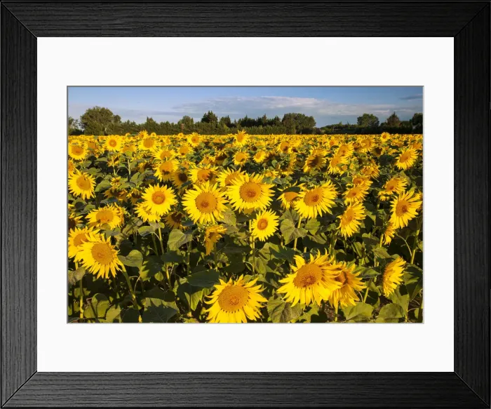 Framed Print : DDE-90029382 Framed Print : DDE-90029382