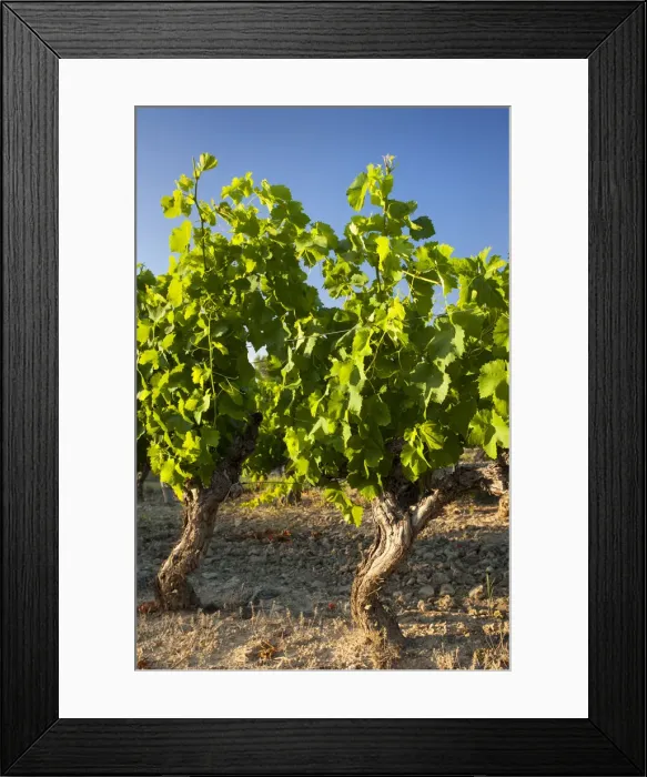 Framed Print : DDE-90029406
