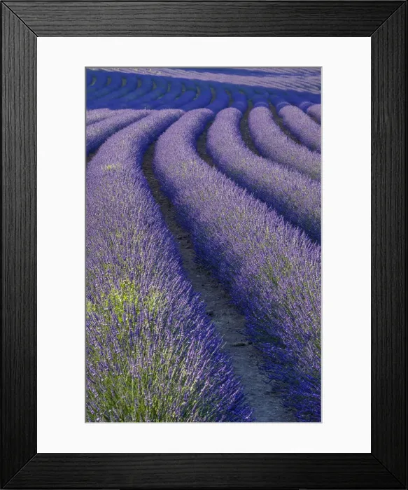Framed Print : DDE-90029417