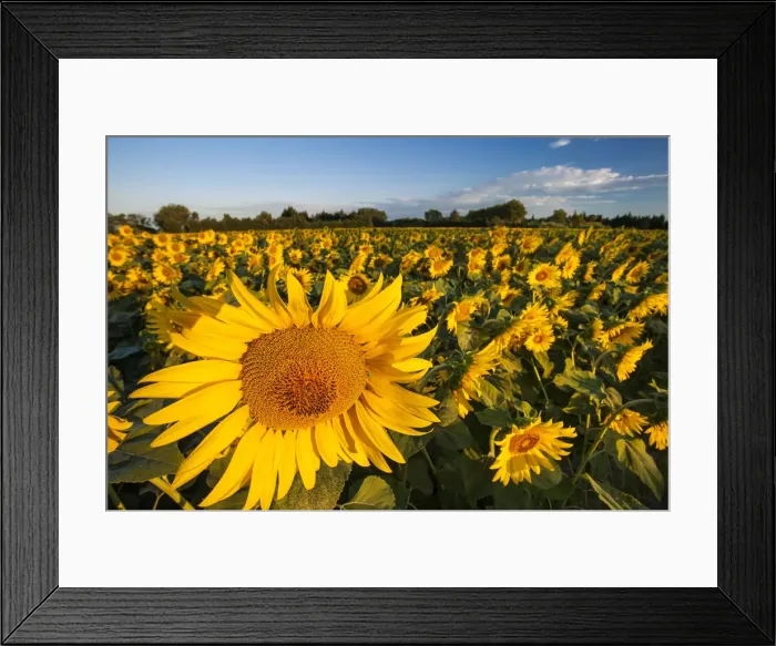 Framed Print : DDE-90029458