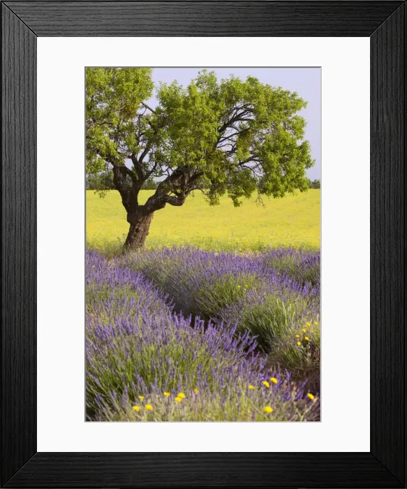 Framed Print : DDE-90029460 Framed Print : DDE-90029460