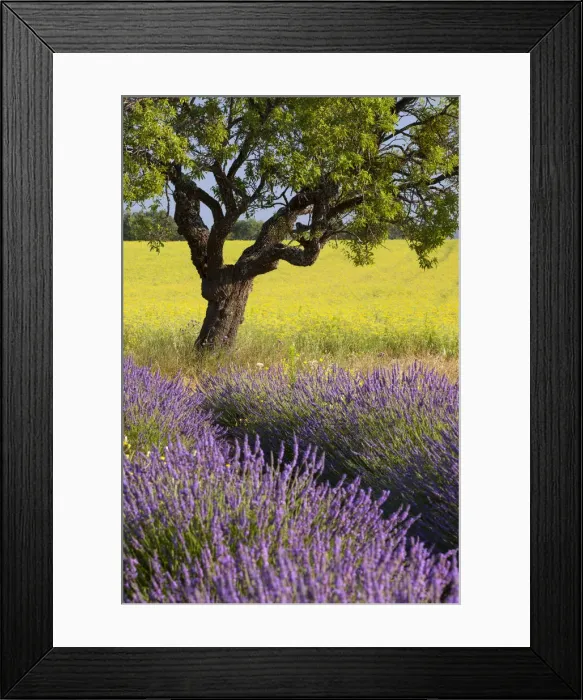 Framed Print : DDE-90029461 Framed Print : DDE-90029461
