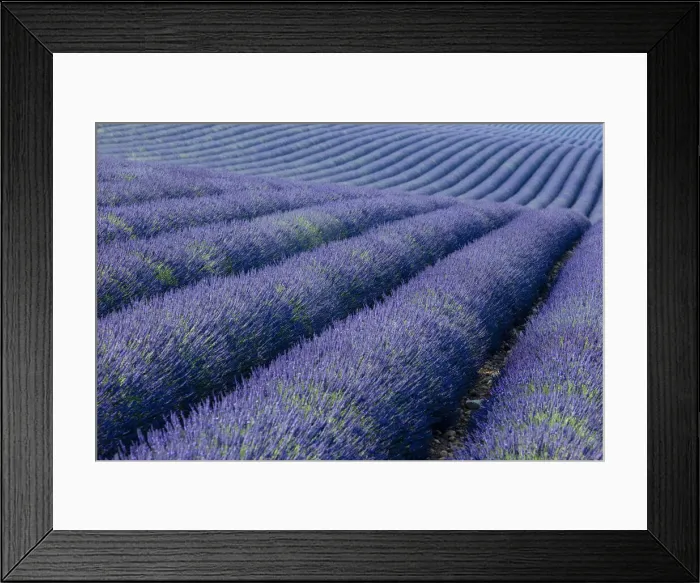 Framed Print : DDE-90029506 Framed Print : DDE-90029506