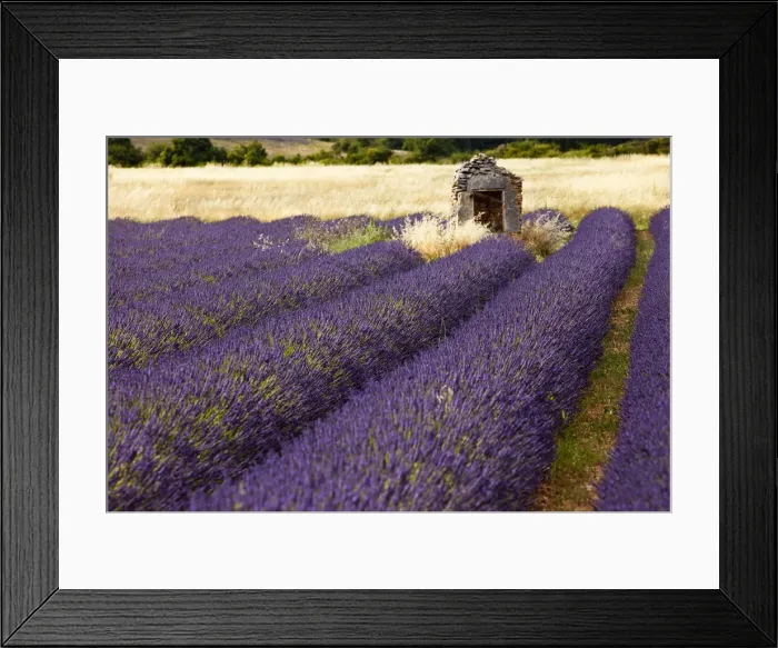 Framed Print : DDE-90029569 Framed Print : DDE-90029569