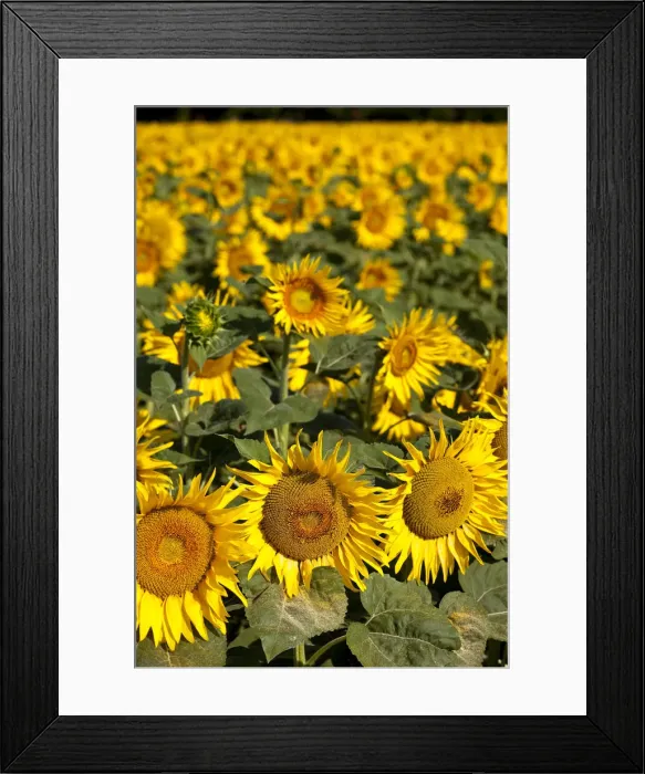 Framed Print : DDE-90029574 Framed Print : DDE-90029574