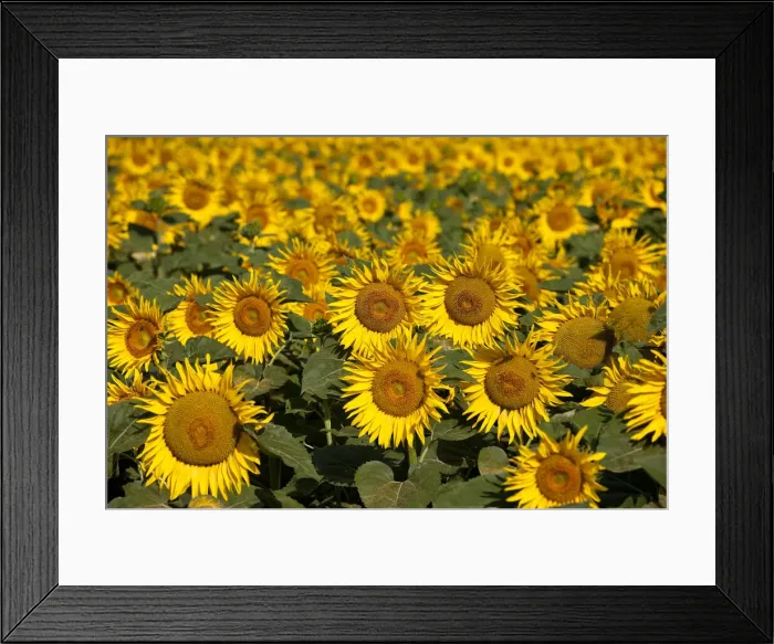 Framed Print : DDE-90029575 Framed Print : DDE-90029575