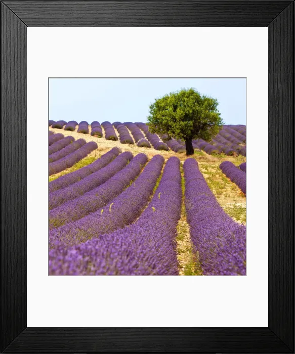 Framed Print : DDE-90029576 Framed Print : DDE-90029576