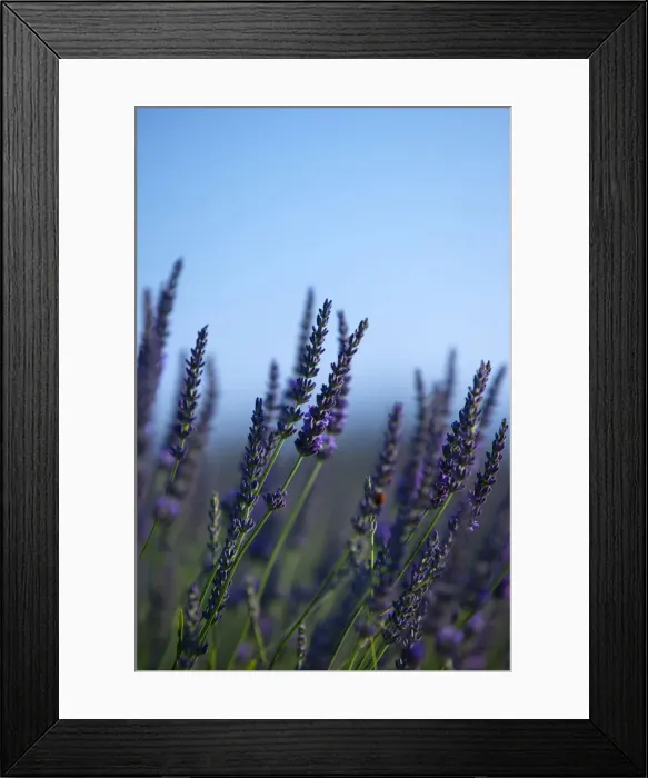Framed Print : DDE-90029584 Framed Print : DDE-90029584