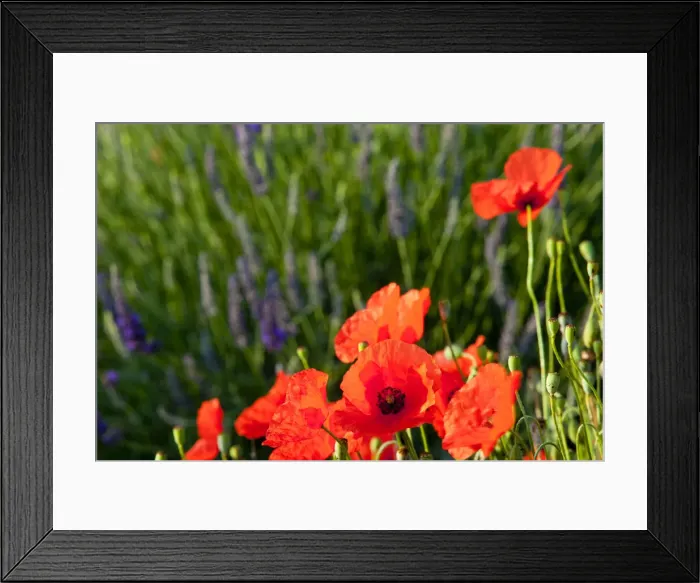 Framed Print : DDE-90029588 Framed Print : DDE-90029588