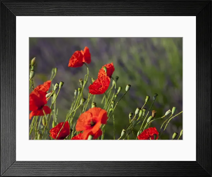 Framed Print : DDE-90029585 Framed Print : DDE-90029585
