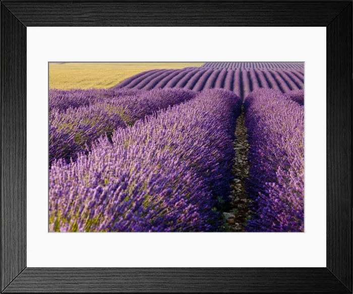 Framed Print : DDE-90029593 Framed Print : DDE-90029593