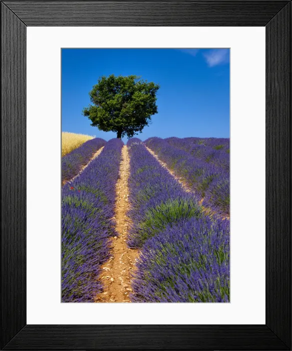Framed Print : DDE-90029594