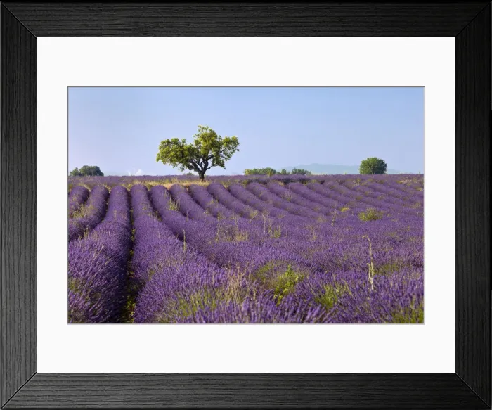 Framed Print : DDE-90029596 Framed Print : DDE-90029596