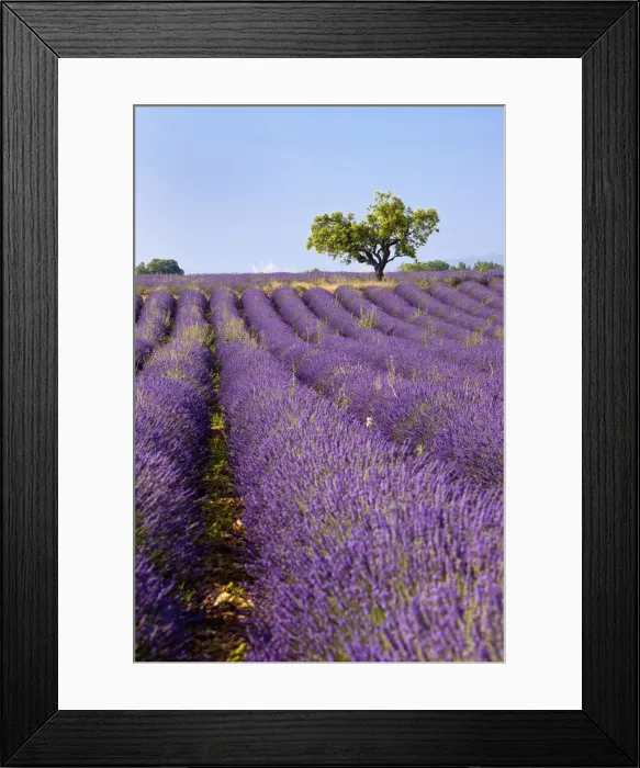 Framed Print : DDE-90029597 Framed Print : DDE-90029597