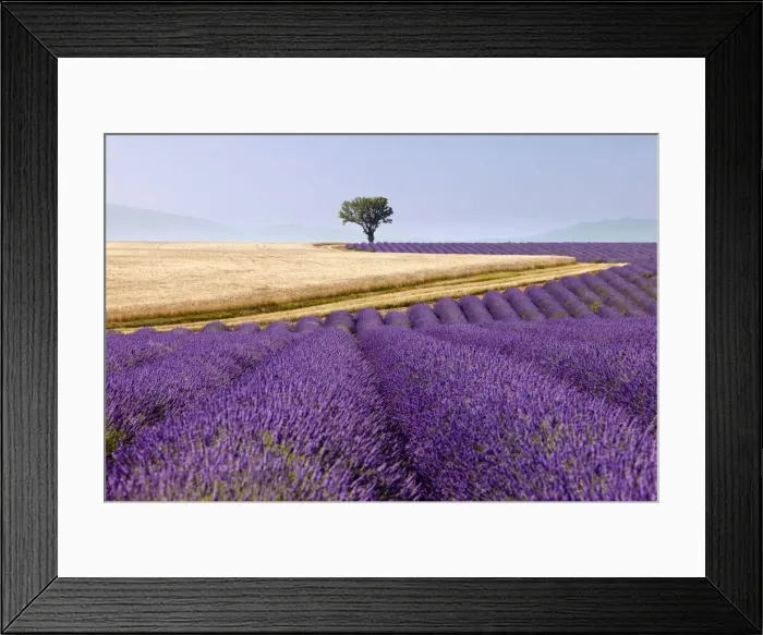 Framed Print : DDE-90029599 Framed Print : DDE-90029599