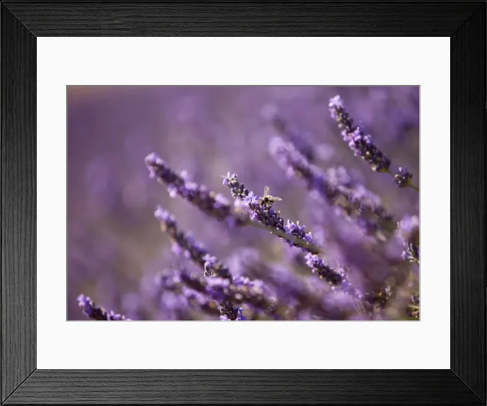 Framed Print : DDE-90029600 Framed Print : DDE-90029600