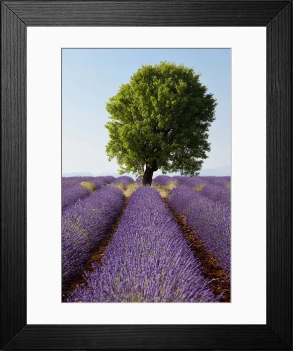 Framed Print : DDE-90029598 Framed Print : DDE-90029598