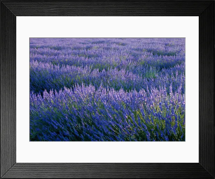 Framed Print : DDE-90029611 Framed Print : DDE-90029611