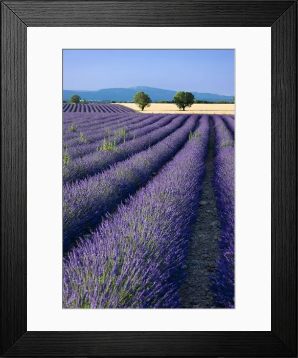 Framed Print : DDE-90029615 Framed Print : DDE-90029615
