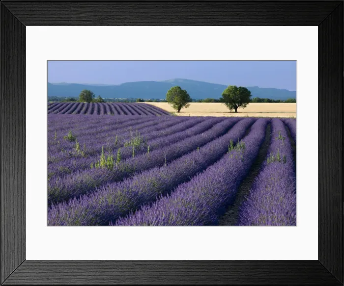 Framed Print : DDE-90029616 Framed Print : DDE-90029616