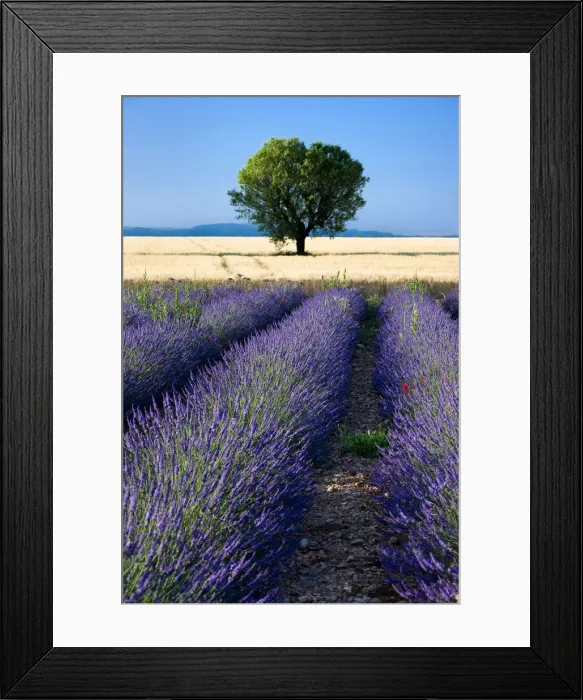 Framed Print : DDE-90029617 Framed Print : DDE-90029617