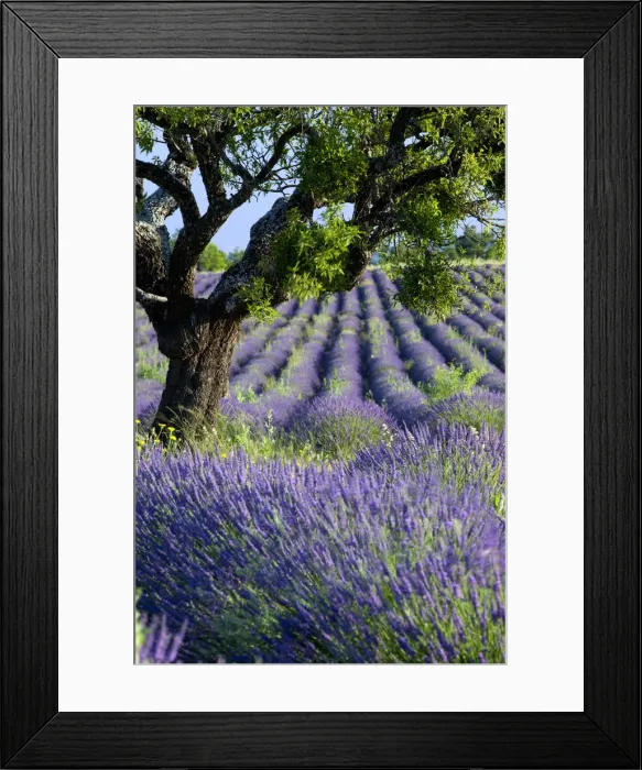 Framed Print : DDE-90029618 Framed Print : DDE-90029618