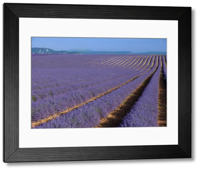 Framed Print : DDE-90029619 Framed Print : DDE-90029619
