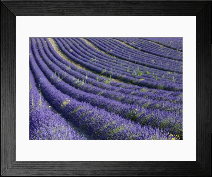 Framed Print : DDE-90029620 Framed Print : DDE-90029620