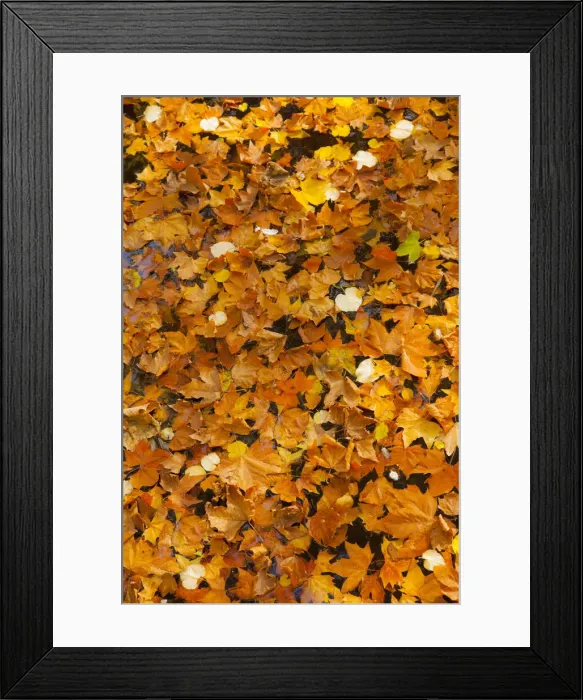 Framed Print : DDE-90029666 Framed Print : DDE-90029666