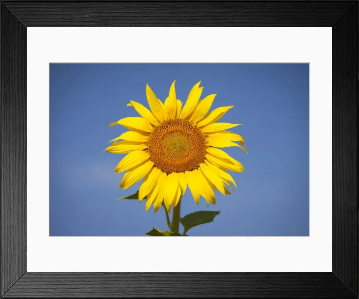 Framed Print : DDE-90029674 Framed Print : DDE-90029674