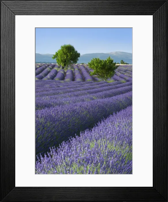 Framed Print : DDE-90029678