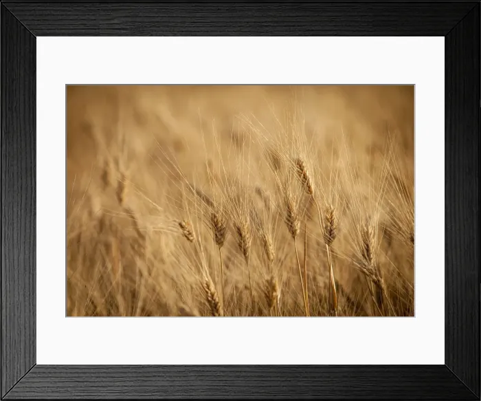 Framed Print : DDE-90029746 Framed Print : DDE-90029746