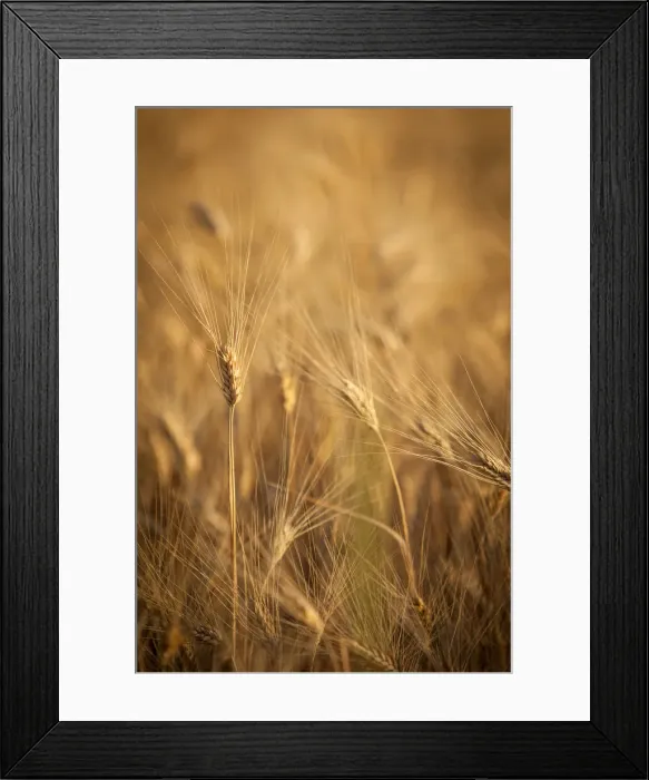 Framed Print : DDE-90029747 Framed Print : DDE-90029747