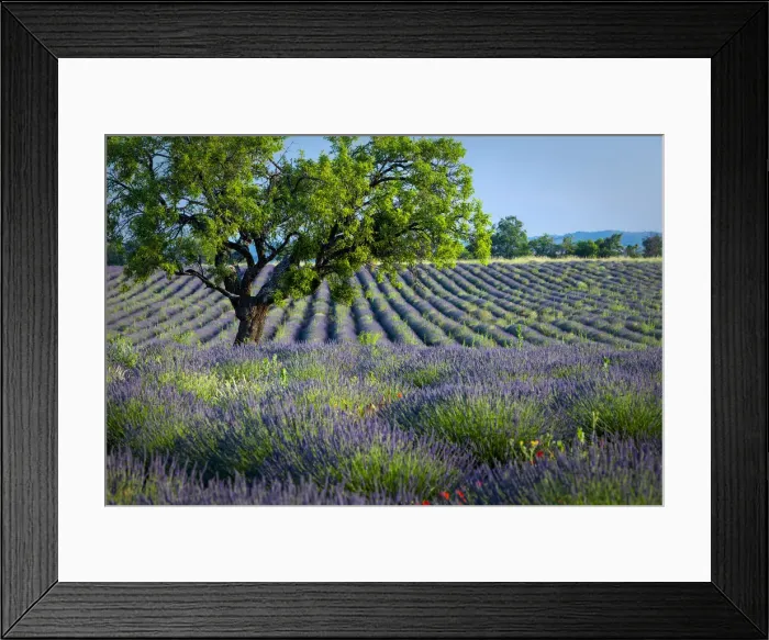 Framed Print : DDE-90029761 Framed Print : DDE-90029761