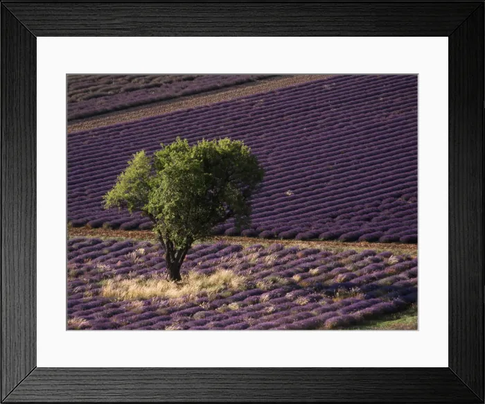 Framed Print : DDE-90029818 Framed Print : DDE-90029818