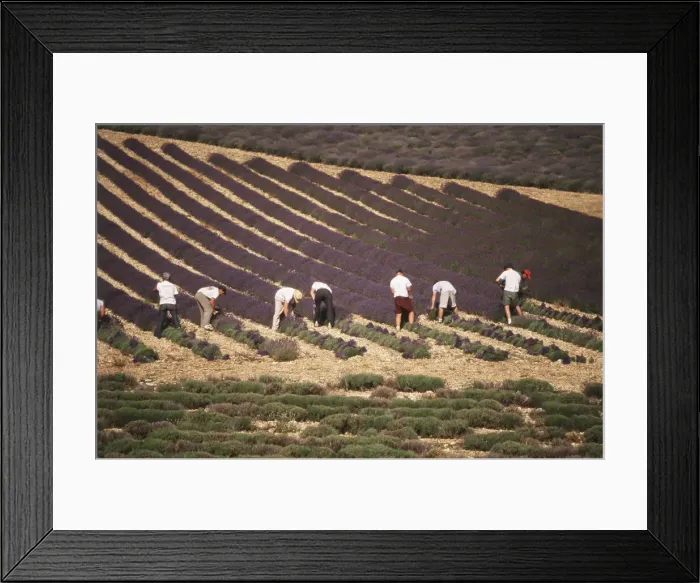 Framed Print : DDE-90029824 Framed Print : DDE-90029824