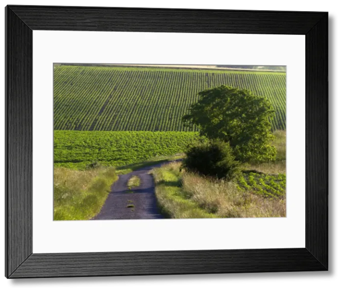 Framed Print : DDE-90029849